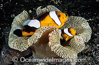 Panda Clownfish Photo - Gary Bell