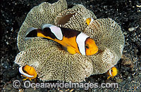 Panda Clownfish Photo - Gary Bell