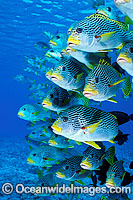 Diagonal-banded Sweetlips schooling Photo - Gary Bell
