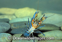 Freshwater Yabby Photo - Gary Bell