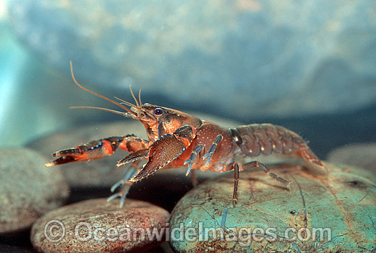 Freshwater Yabby Crayfish photo Freshwater Yabby Crayfish photo
