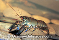 Freshwater Yabby Cherax sp. Photo - Gary Bell