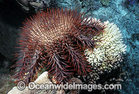Crown-of-thorns Starfish feeding on Coral Photo - Gary Bell