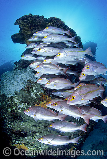 Hussar Snapper Lutjanus adetii photo Hussar Snapper Lutjanus adetii photo