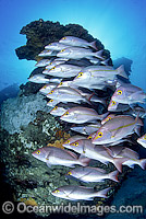 Hussar Snapper Lutjanus adetii Photo - Gary Bell