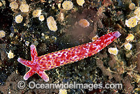 Linckia Sea Star regenerating Photo - Gary Bell