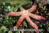 Blue Linckia Sea Star Linckia multifora Photo - Gary Bell