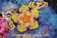 Biscuit Star Tosia australis Photo - Gary Bell