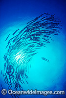 Scuba Diver and Chevron Barracuda Photo - Gary Bell