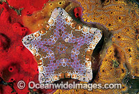 Biscuit Star Tosia australis Photo - Gary Bell