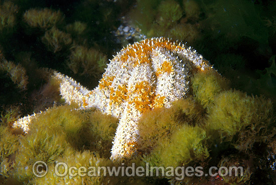 Eleven-arm Sea Star Coscinasterias muricata photo Eleven-arm Sea Star Coscinasterias muricata photo