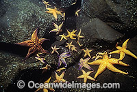 Northern Pacific Sea Star feeding Photo - Gary Bell