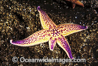 Northern Pacific Sea Star regenerating arm Photo - Gary Bell
