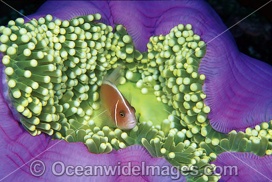 Pink Anemonefish Amphiprion perideraion photo