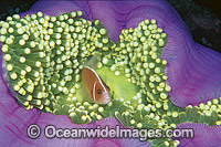 Pink Anemonefish Amphiprion perideraion Photo - Gary Bell