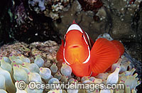 Spine-cheek Clownfish Photo - Gary Bell