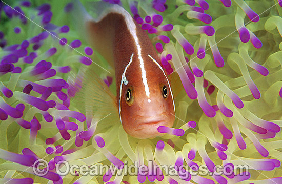 Pink Anemonefish Amphiprion perideraion photo Pink Anemonefish Amphiprion perideraion photo