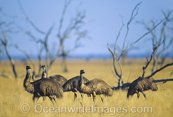Flock of Emus Dromaius novaehollandiae photo Flock of Emus Dromaius novaehollandiae photo