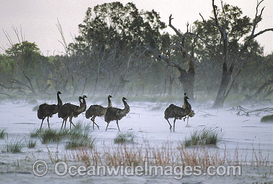Flock of Emus in sand storm photo Flock of Emus in sand storm photo