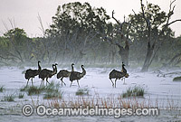 Flock of Emus in sand storm Photo - Gary Bell