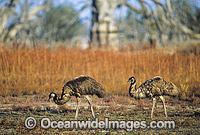 Pair of Emus Dromaius novaehollandiae Photo - Gary Bell