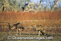Pair of Emus Photo - Gary Bell