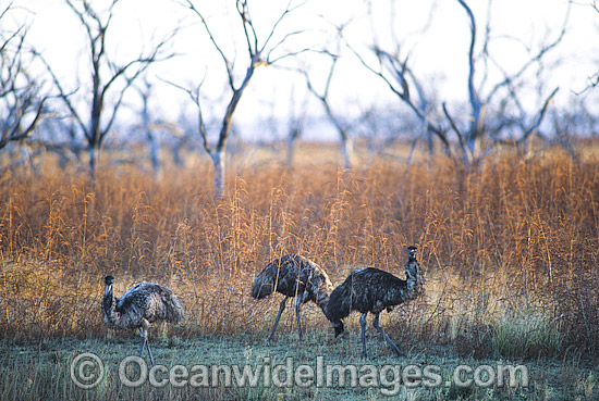 Flock of Emus photo Flock of Emus photo