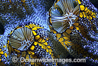 Magnificent Tunicate Botrylloides magnicoecum Photo - Gary Bell