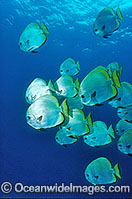Boer's Batfish Platax boersii Photo - Gary Bell