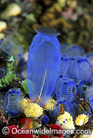 Sea Squirts Photo - Gary Bell