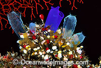 Ascidians Photo - Gary Bell
