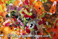 Sea Tunicates Ascidians Photo - Gary Bell