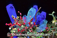 Ascidians Photo - Gary Bell