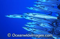 Big-eye Trevally and Chevron Barracuda Photo - Gary Bell