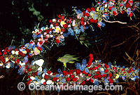 Sea Squirts Photo - Gary Bell