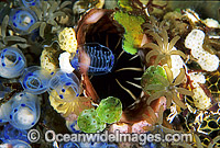 Ascidians and Tunicates Photo - Gary Bell