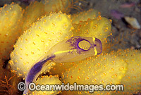 Sea Tunicates Ascidians Photo - Gary Bell