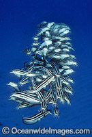 Striped Catfish Photo - Gary Bell