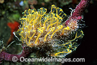 Sea Tunicates Ascidians Photo - Gary Bell