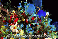 Ascidians and Blue Tunicate Photo - Gary Bell