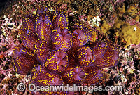 Magnificent Tunicate Botrylloides magnicoecum Photo - Gary Bell