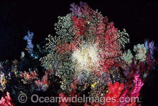 Basket Star on Soft Coral photo