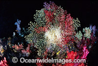 Basket Star on Soft Coral Photo - Gary Bell