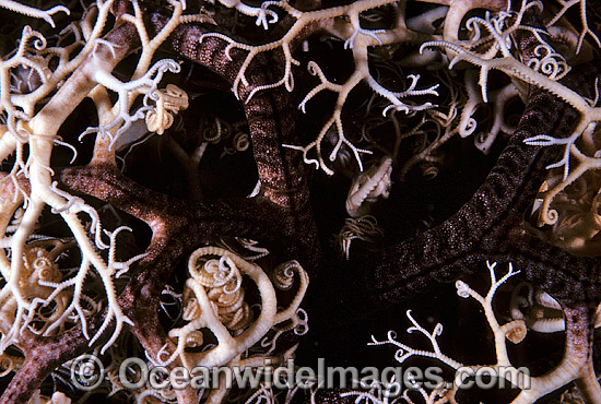 Detail of Basket Star photo Detail of Basket Star photo