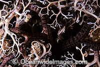 Detail of Basket Star Photo - Gary Bell