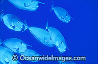 Long-nosed Unicornfish Naso brevirostris Photo - Gary Bell