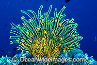 Crinoid Comantheria sp. Photo - Gary Bell