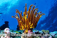Feather Star Photo - Gary Bell