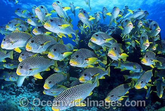 Schooling Sweetlips photo Schooling Sweetlips photo