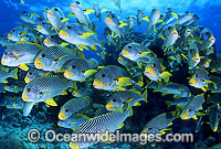 Schooling Sweetlips Photo - Gary Bell